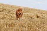 CHIEN FINNOIS DE LAPONIE 235